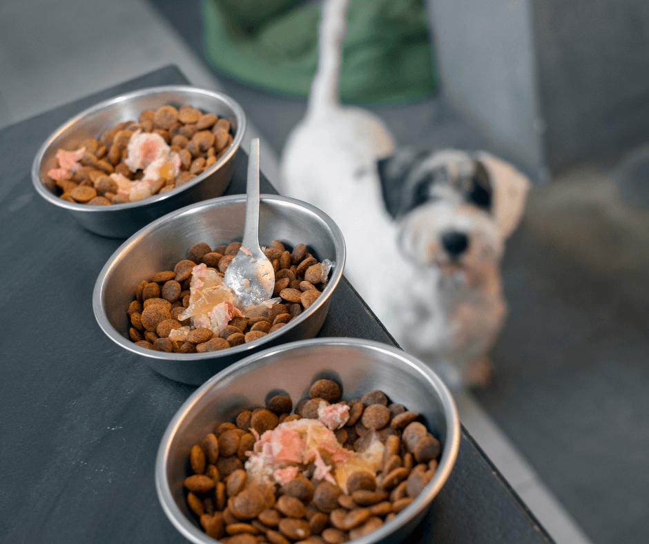 Dog food